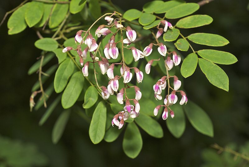Austrosteenisia stipularis, photographed by garywwilson