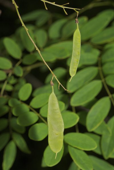 Austrosteenisia stipularis, photographed by garywwilson