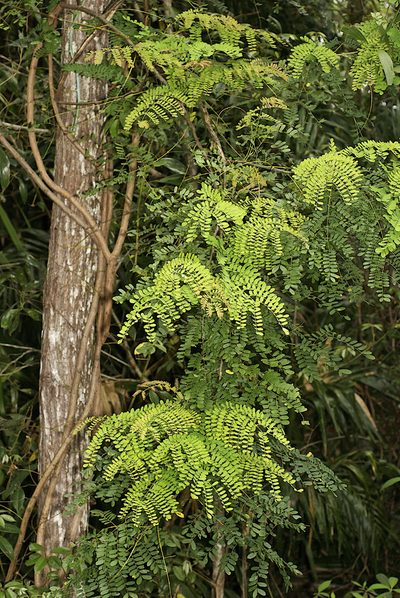 Austrosteenisia stipularis, photographed by garywwilson