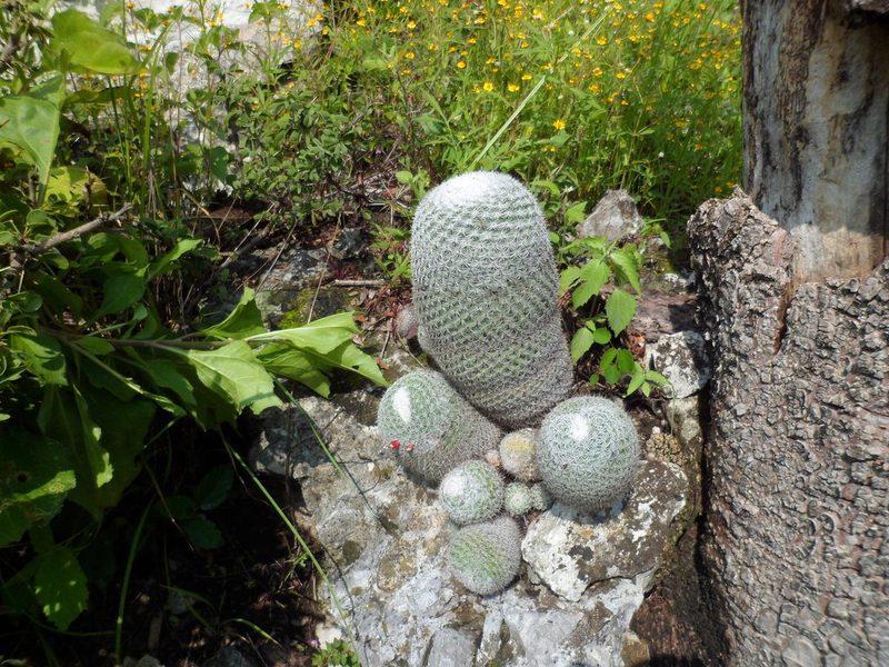 Mammillaria haageana, photographed by Janitzio Pech Zúñiga