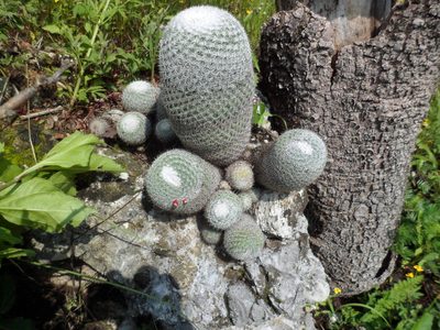 Mammillaria haageana, photographed by Janitzio Pech Zúñiga