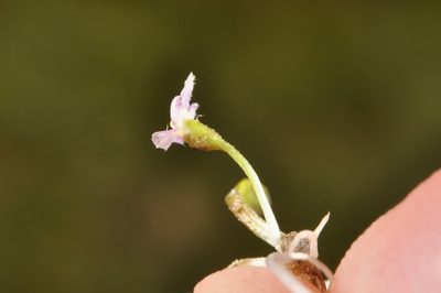 Glossostigma elatinoides, photographed by Pieter Pelser