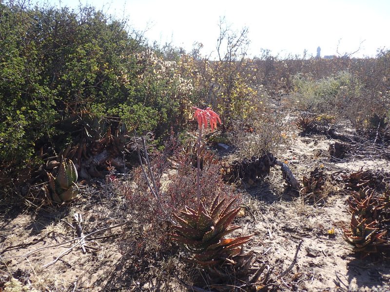 Aloe distans, photographed by Mahomed Desai
