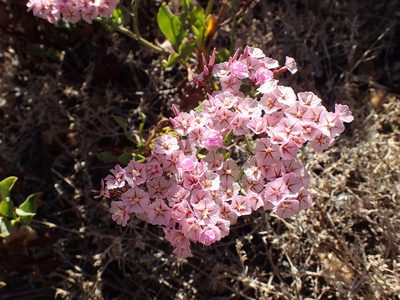 Limonium peregrinum, photographed by Mahomed Desai