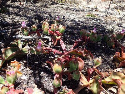 Mesembryanthemum guerichianum, photographed by Mahomed Desai
