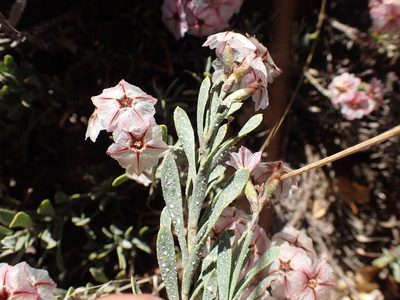 Limonium capense, photographed by Mahomed Desai