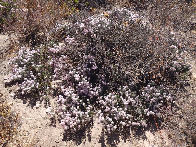 Limonium capense, photographed by Mahomed Desai