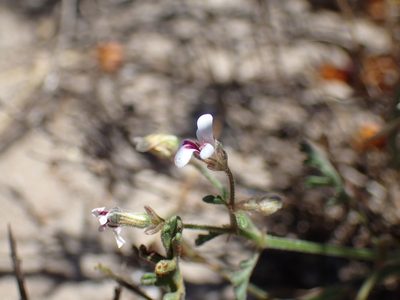 Pelargonium senecioides, photographed by Mahomed Desai
