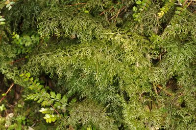 Hymenophyllum flexuosum, photographed by Pieter Pelser