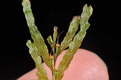 Polyphlebium venosum, photographed by Pieter Pelser