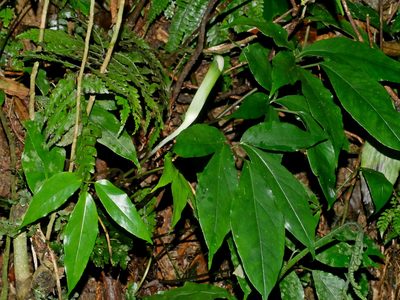 Arisaema grapsospadix, photographed by Jacy Chen