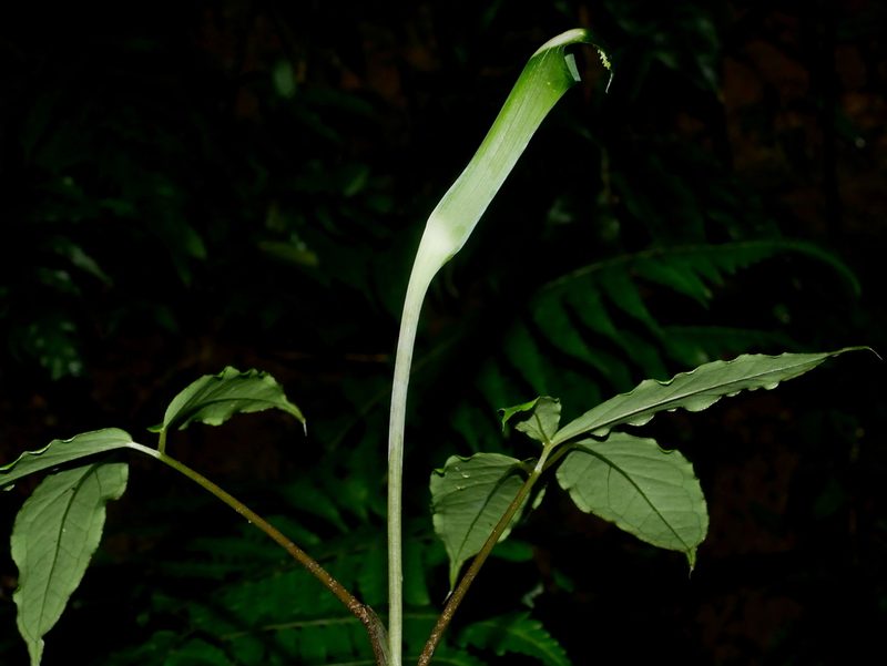 Arisaema grapsospadix, photographed by Jacy Chen