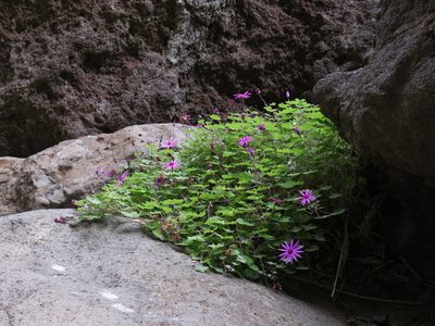 Pericallis lanata, photographed by Yves Bas