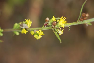 Solidago squarrosa, photographed by Quentin Groom