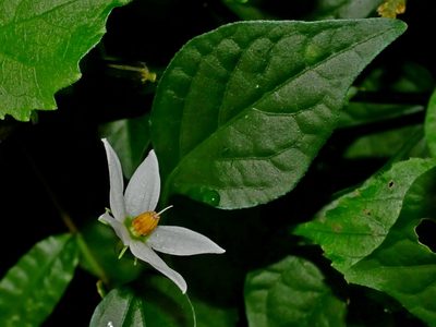 Lycianthes lysimachioides, photographed by Jacy Chen