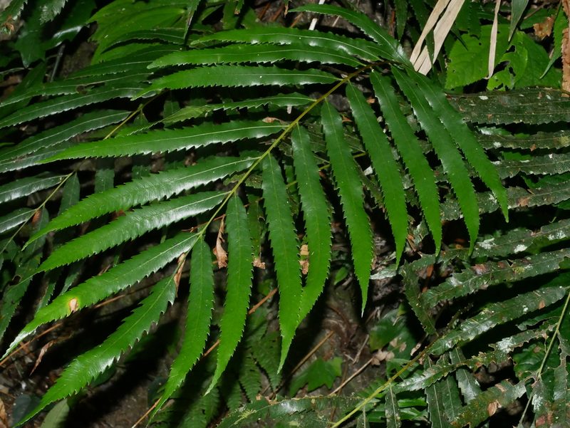 Plenasium banksiifolium, photographed by Jacy Chen