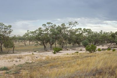 Eucalyptus bicolor, photographed by dhfischer