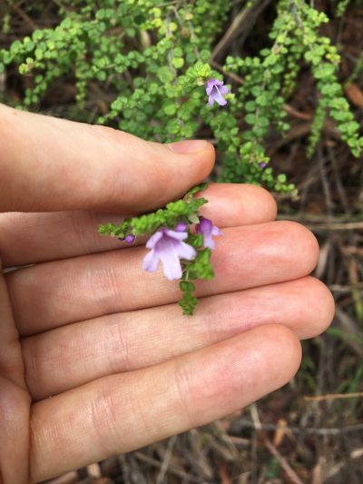 Prostanthera rhombea, photographed by Thomas Mesaglio