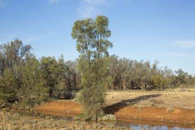 Casuarina pauper, photographed by dhfischer