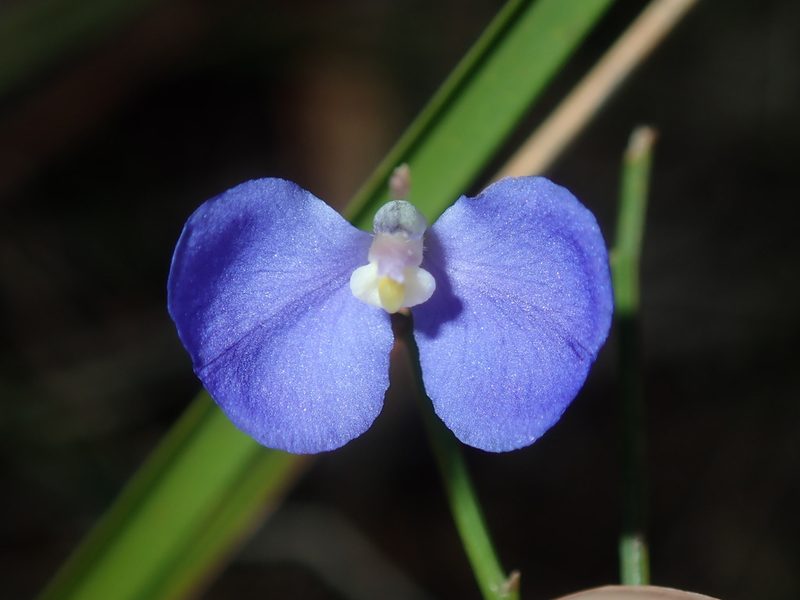 Comesperma sphaerocarpum, photographed by Thomas Mesaglio