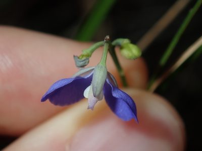 Comesperma sphaerocarpum, photographed by Thomas Mesaglio