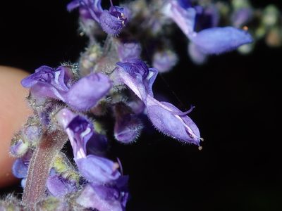 Coleus graveolens, photographed by Thomas Mesaglio