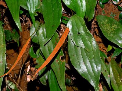 Cheiropleuria integrifolia, photographed by Jacy Chen