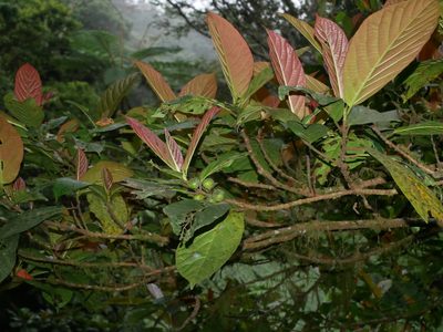 Ficus benguetensis, photographed by Jacy Chen