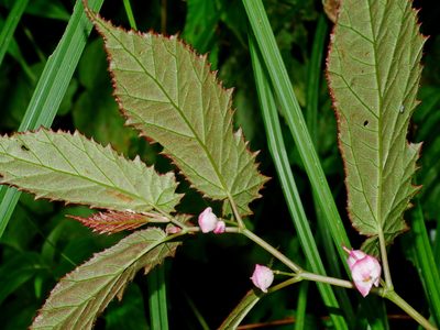 Begonia taiwaniana, photographed by Jacy Chen