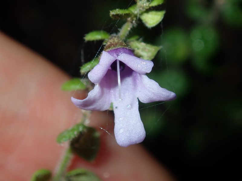 Prostanthera rhombea, photographed by Thomas Mesaglio