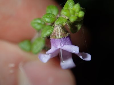 Prostanthera rhombea, photographed by Thomas Mesaglio