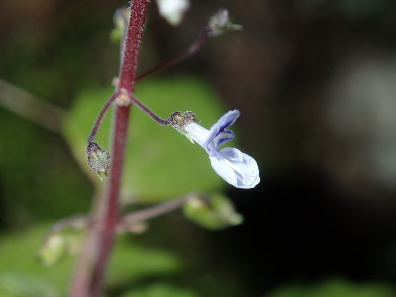 Coleus nitidus, photographed by Thomas Mesaglio