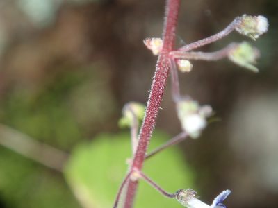 Coleus nitidus, photographed by Thomas Mesaglio