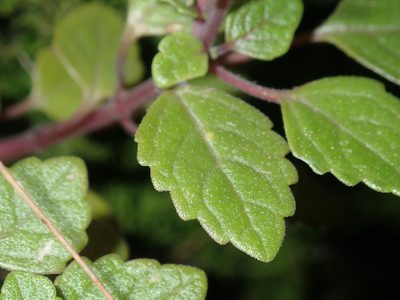 Coleus nitidus, photographed by Thomas Mesaglio