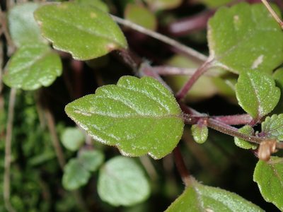 Coleus nitidus, photographed by Thomas Mesaglio