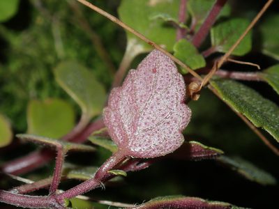 Coleus nitidus, photographed by Thomas Mesaglio