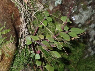 Coleus nitidus, photographed by Thomas Mesaglio