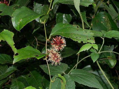 Smilax bracteata, photographed by Jacy Chen