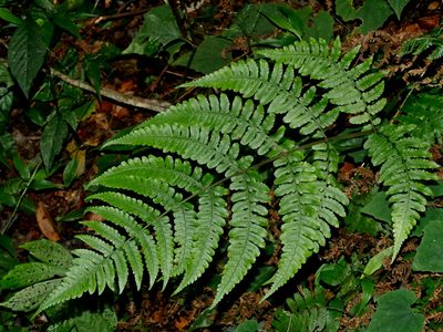 Cornopteris opaca, photographed by Jacy Chen
