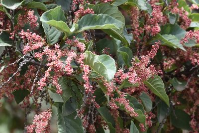 Ruprechtia apetala, photographed by Juan Alberto Ruiz