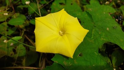 Distimake vitifolius, photographed by OnePlanet