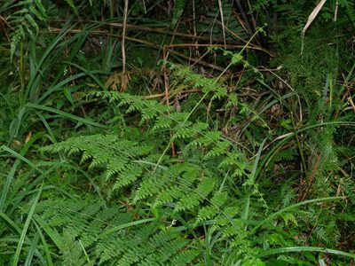 Dennstaedtia scandens, photographed by Jacy Chen