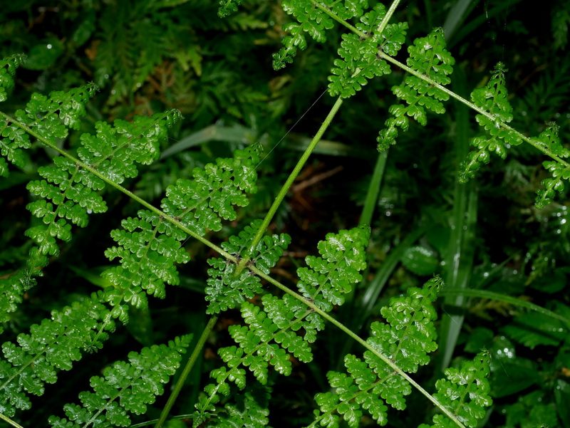 Dennstaedtia scandens, photographed by Jacy Chen