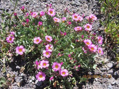Oxalis squamata, photographed by Santiago Martín-Bravo