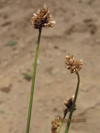 Carex firmicaulis, photographed by Santiago Martín-Bravo