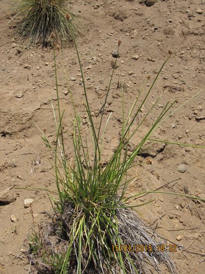 Carex firmicaulis, photographed by Santiago Martín-Bravo
