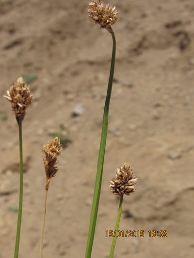 Carex firmicaulis, photographed by Santiago Martín-Bravo