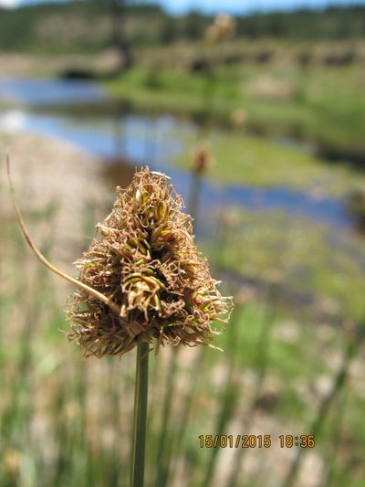 Carex firmicaulis, photographed by Santiago Martín-Bravo