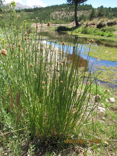 Carex firmicaulis, photographed by Santiago Martín-Bravo