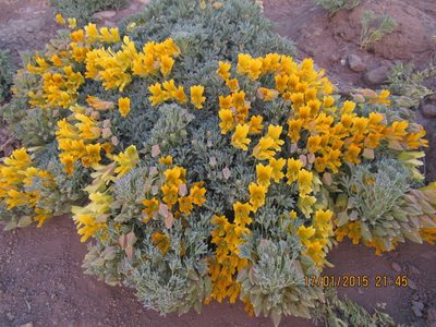 Tropaeolum polyphyllum, photographed by Santiago Martín-Bravo